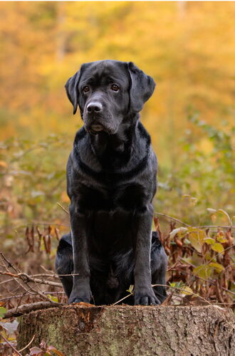 schwarzer Labrador Bootsmann